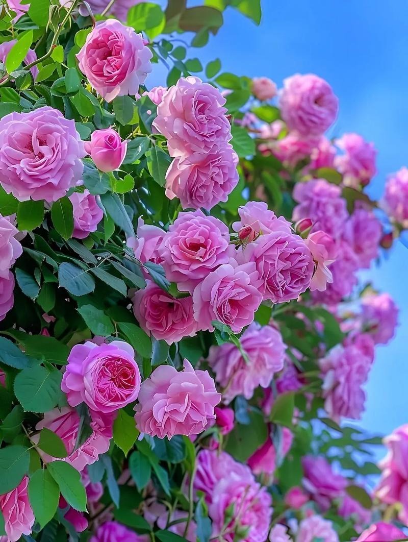 u=937279753,2925346178&fm=253&app=138&f=JPEG.jpg